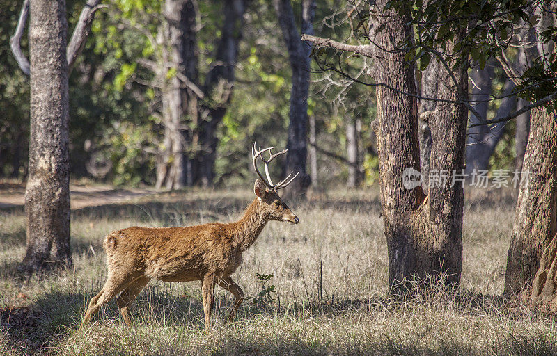 Stag Barasingha / Swamp Deer, Rucervus duvaucelii, walking: Kanha_NP, India